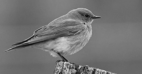 10 tips: How to boost Twitter without downloading Apps