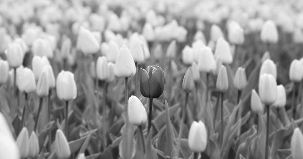 Full details of my Account Based Marketing campaign