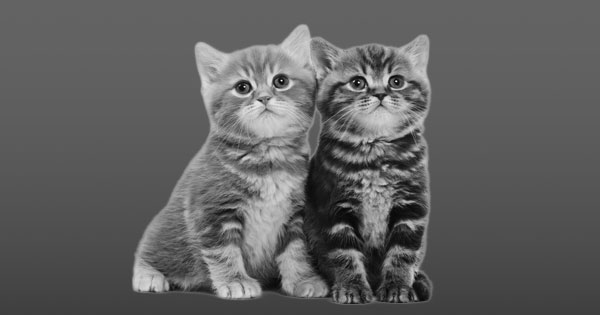 Book: Telemarketing kills kittens